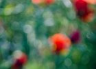 2016-05 DSC 2574 Coquelicots-Ok : 003 NATURE, Coquelicot, Fleur, coquelicots, fleur, fleurs, flower, flowers, pavot poppy, poppies, poppy